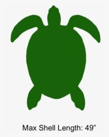 Transparent Green Sea Turtle Clipart - Green Sea Turtle, HD Png Download, Transparent PNG
