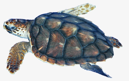Clip Art Pics Of Turtles, HD Png Download, Transparent PNG