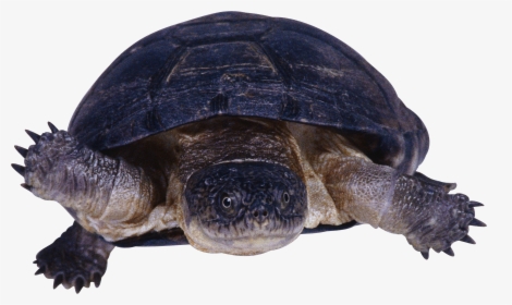 Download This High Resolution Turtle Png In High Resolution - Snapping Turtle Transparent Background, Png Download, Transparent PNG