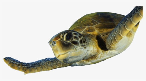 Green Sea Turtle Png, Transparent Png, Transparent PNG