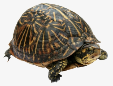 Florida Tortoise, HD Png Download, Transparent PNG