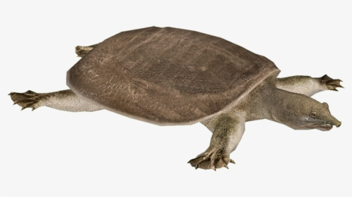 Snapping Turtle Png Transparent Images - Chinese Softshell Turtle Png, Png Download, Transparent PNG
