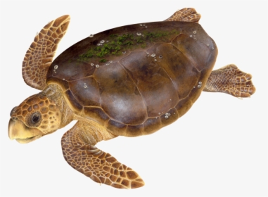 Witherington2018-3 - Green Sea Turtle, HD Png Download, Transparent PNG