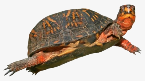 Box Turtle Png Hd - Red Eared Slider Turtle Png, Transparent Png, Transparent PNG