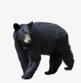 Black Bear Png Image - Black Bear Png, Transparent Png, Transparent PNG