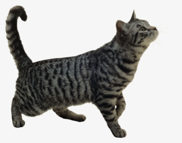 Cat Png - Niche Cat Png, Transparent Png, Transparent PNG