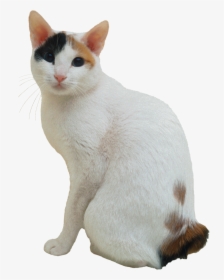 Cat Png - Japanese Bobtail Transparent Background, Png Download, Transparent PNG