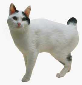 Cat Png - Bob Tail Cat Breeds, Transparent Png, Transparent PNG