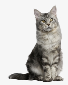 Gray Long Hair Cat - Sitting Cat Transparent Background, HD Png Download, Transparent PNG