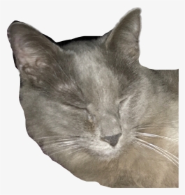 #henry #cat #gray Cat #grey Kitty#freetoedit - Domestic Short-haired Cat, HD Png Download, Transparent PNG