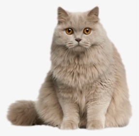 #cat #kitten #kitty #feline #fluffy #longhair #gray - Cute Cat Pic Png, Transparent Png, Transparent PNG
