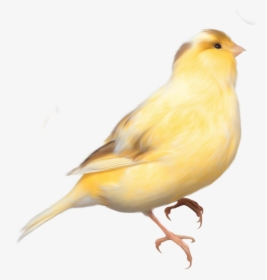 Domestic Canary Bird Parrot Finch - Yellow Bird Transparent Background, HD Png Download, Transparent PNG