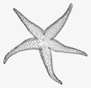 Starfish Clipart Etc Transparent Png - Sketch Of Star Fish, Png Download, Transparent PNG
