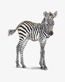 Clip Art Home Header Zebra Petaluma - Baby Zebra Transparent Background, HD Png Download, Transparent PNG