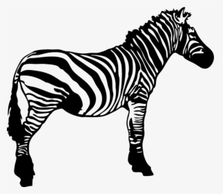 Zebra Clip Art - Zebra Black And White Clipart, HD Png Download, Transparent PNG