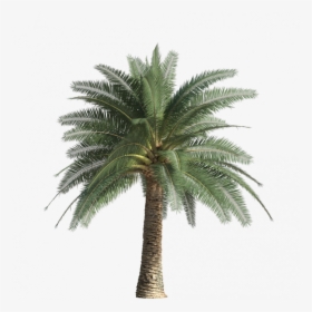 Exotic And Palm Trees45, Itoo Software Store - Attalea Speciosa, HD Png Download, Transparent PNG
