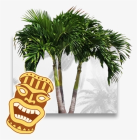 Transparent Palm Tree Plan Png - Borassus Flabellifer, Png Download, Transparent PNG