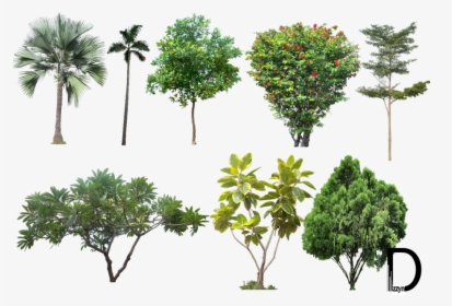 Tree,plant Stem,terrestrial Plant,flowering Plant,arbor - High Resolution Tree Png, Transparent Png, Transparent PNG