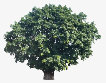 Tropical Trees Png Large Tree Actual Height 15tropical, Transparent Png, Transparent PNG