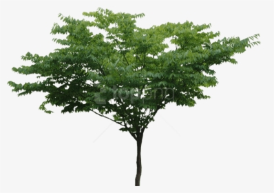 Free Tree Png, Transparent Png, Transparent PNG