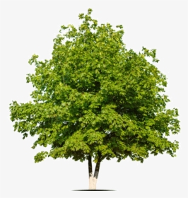 Placeholder - White Oak Tree Png, Transparent Png, Transparent PNG