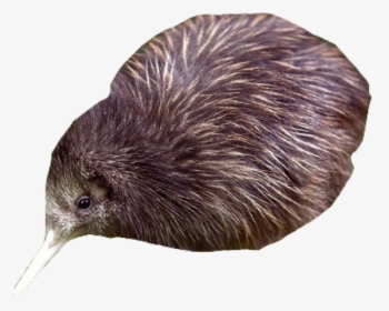 #kiwibird #pngs #png #lovely Pngs #usewithcredit #freetoedit - Kiwi, Transparent Png, Transparent PNG