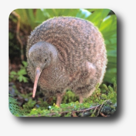 Publicat De Eu Ciresica La - Baby Great Spotted Kiwi, HD Png Download, Transparent PNG
