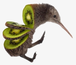 #kiwi #bird #fun - Kiwi Bird Sliced, HD Png Download, Transparent PNG