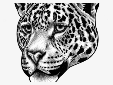 Transparent Jaguar Clipart Black And White - Jaguar Animal Drawing Face, HD Png Download, Transparent PNG