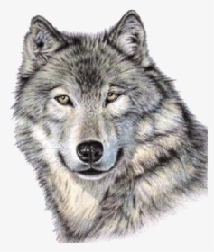 Cute Wolf Face Png Image - Wolf Portrait Drawing, Transparent Png, Transparent PNG