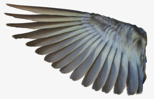 Bird Wing No Background, HD Png Download, Transparent PNG