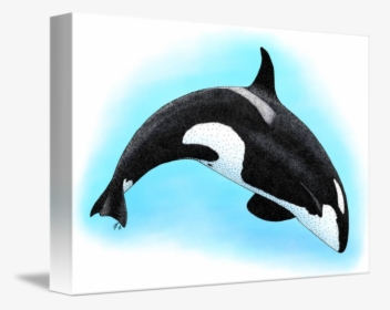 Killer Whale By Roger Hall Graphic Black And White, HD Png Download, Transparent PNG