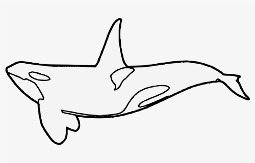 Transparent Killer Whale Png - Drawn Clipart Killer Whale Art, Png Download, Transparent PNG