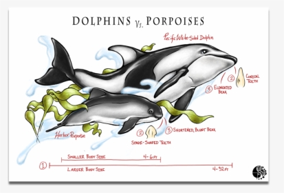 Dolphins Vs Porpoise - Killer Whale, HD Png Download, Transparent PNG