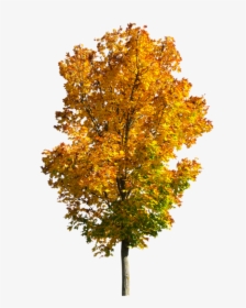 Transparent Fall Tree Png - Fall Tree Transparent Background, Png Download, Transparent PNG