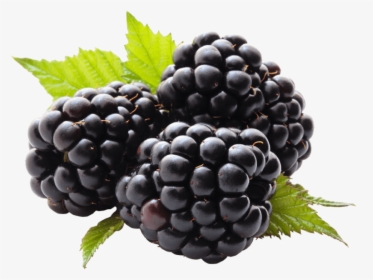 Transparent Blackberries Clipart - Blackberry Fruit Png, Png Download, Transparent PNG