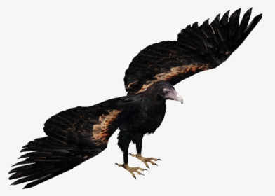 Wedge Tailed Eagle Png , Png Download - Wedge Tailed Eagle Png, Transparent Png, Transparent PNG