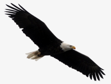Bald Eagle Png Transparent Images - Bald Eagle Blank Background, Png Download, Transparent PNG
