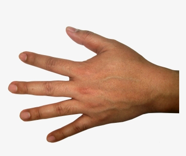 Five Finger Hand Png Image - Back Of Hand Transparent, Png Download, Transparent PNG