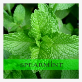 Spearmint - Pudina Images Hd, HD Png Download, Transparent PNG