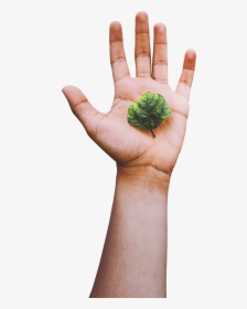 Brussels Sprout, HD Png Download, Transparent PNG