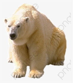 White Polar Bear Polar Bear Clipart Realistic - Dictionary Com Polar Bear, HD Png Download, Transparent PNG