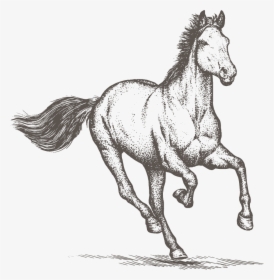 Horse Png Clipart - Horse Sketch Png, Transparent Png, Transparent PNG