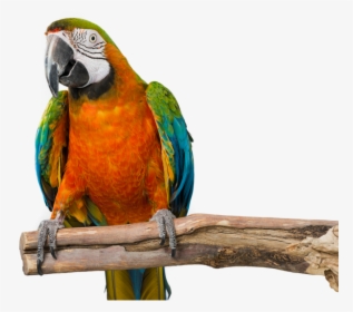 Transparent Baby Bird Png - Macaw, Png Download, Transparent PNG