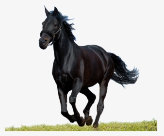 Transparent Clipart Image Black Horse Psd Runing - Png Horse Images Black, Png Download, Transparent PNG