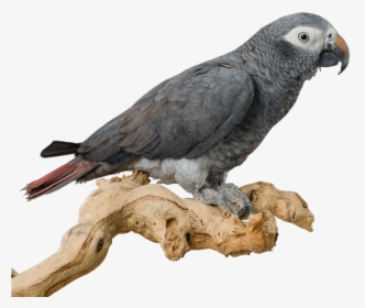 Hand Feeding For Baby Birds, Home, Goodbird Hand Feeding - African Grey, HD Png Download, Transparent PNG