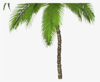 Palm Tree Png Transparent Images - Palm Trees Png Transparent, Png Download, Transparent PNG
