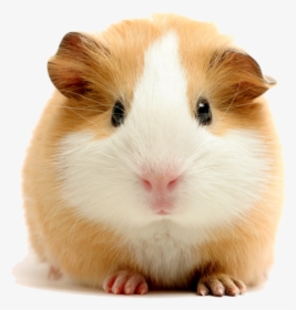 Experienced Pressure Washing - American Guinea Pig, HD Png Download, Transparent PNG