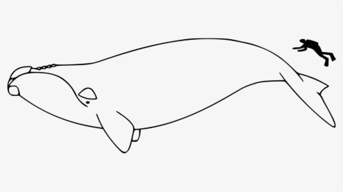 North Atlantic Right Whale Outline, HD Png Download, Transparent PNG