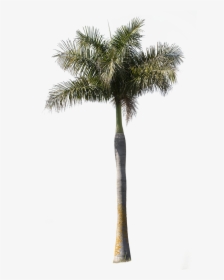 Tree Cutouts Palm Tree, HD Png Download, Transparent PNG